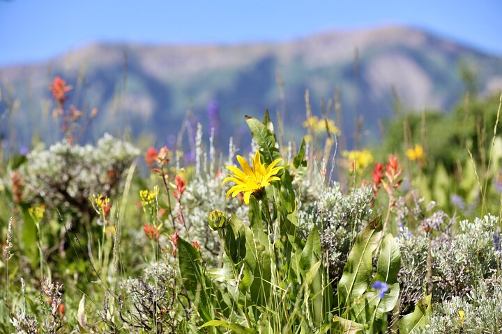Teton View Horse Riding with Lunch - Photo 1 of 2